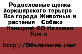 Родословные щенки йоркширского терьера - Все города Животные и растения » Собаки   . Ненецкий АО,Нельмин Нос п.
